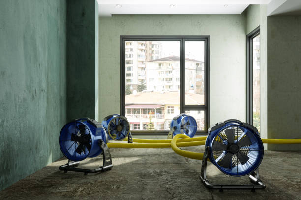 Best Ceiling water damage repair  in La Harpe, IL